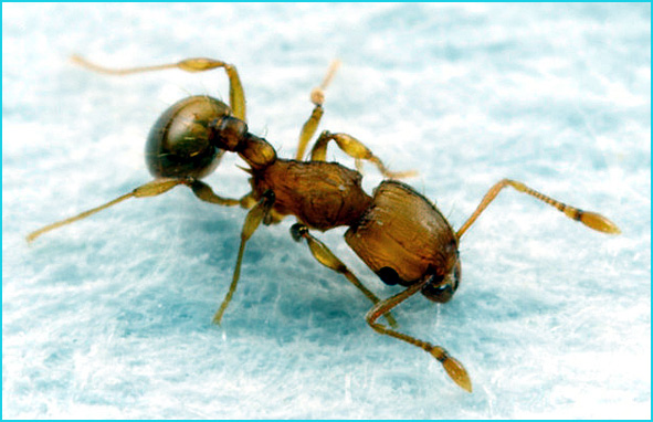 fourmi auropunctata