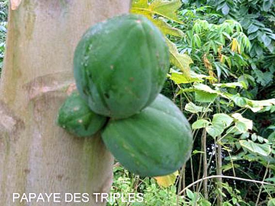 papaye des triples tahiti