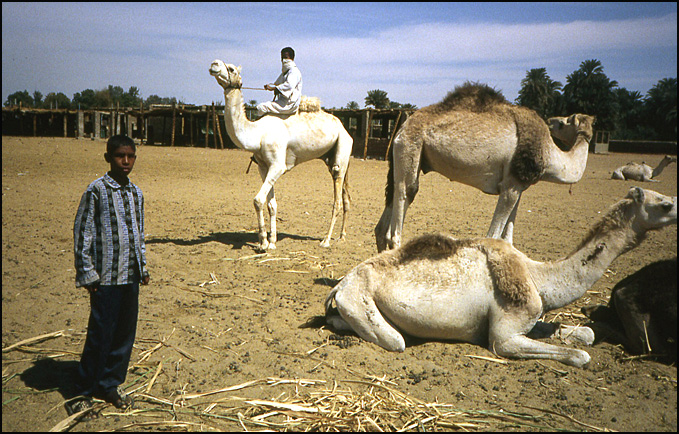 chameaux egypte
