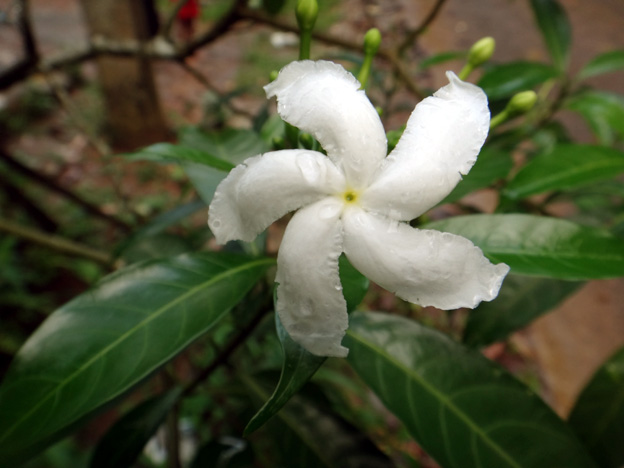fleur de frangipanier sri lanka