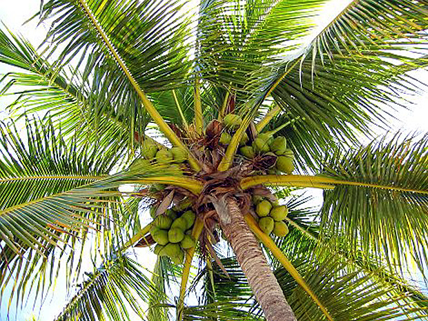 tahiti-cocotier