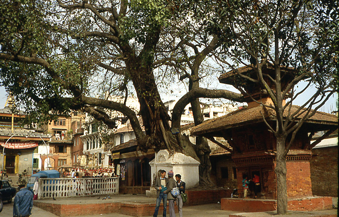 katmandou pipal crevant plafond du temple